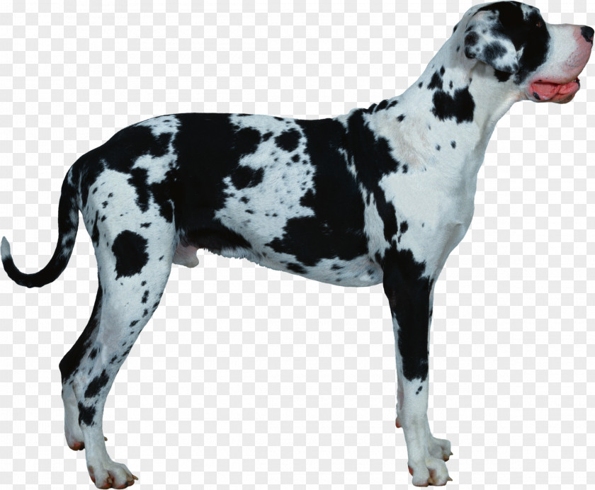Super Dog Great Dane Old Danish Pointer Breed Catahoula Cur Lhasa Apso PNG