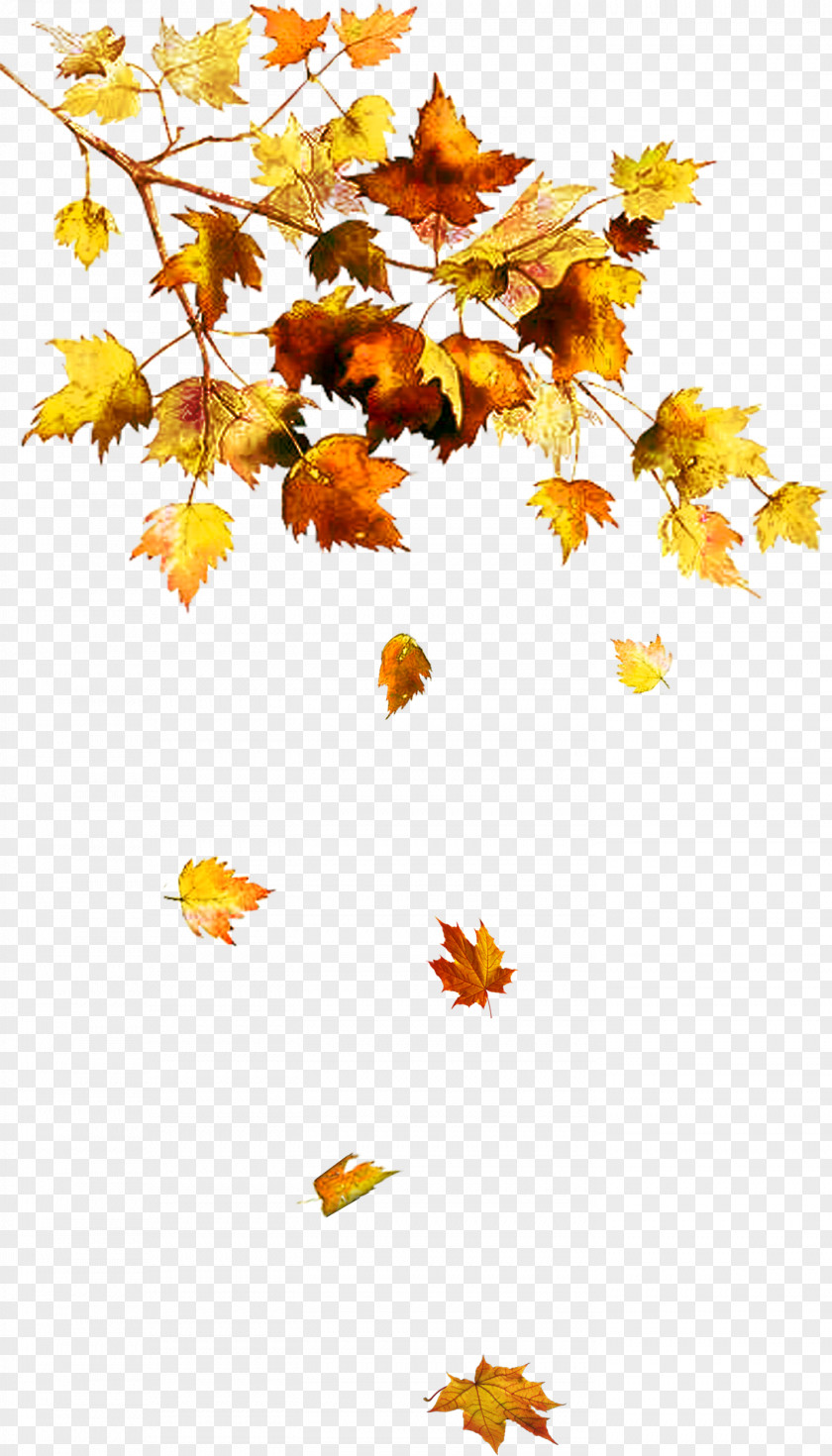 Leaf Texture Autumn Color Tree Chanson D'automne PNG