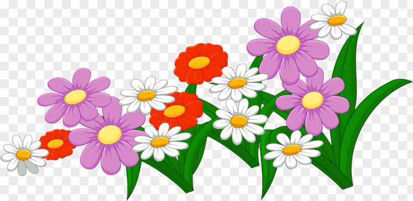 Mayweed Daisy Flowers Background PNG