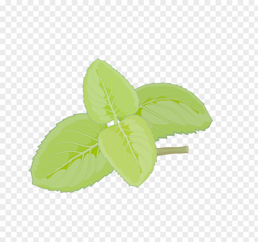 Mint Leaf Euclidean Vector PNG