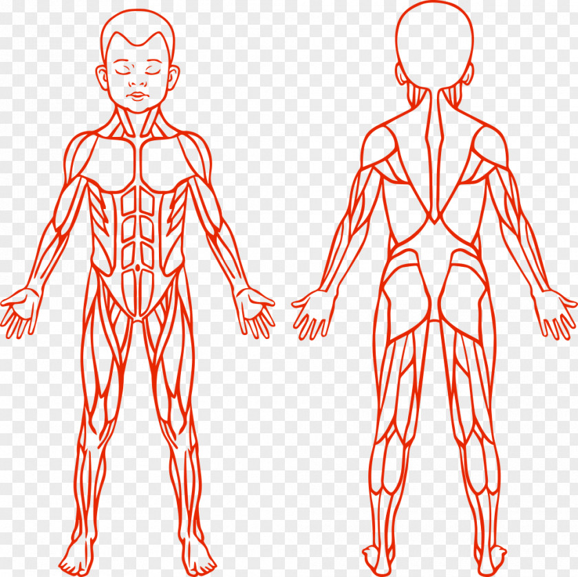 Muscle Vector Children Anatomy Muscular System Human Body PNG