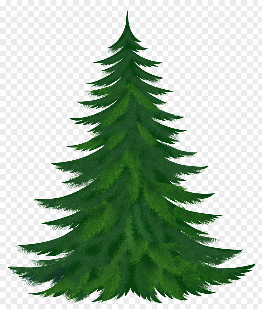 Pine Cliparts Free Tree Conifer Cone Clip Art PNG