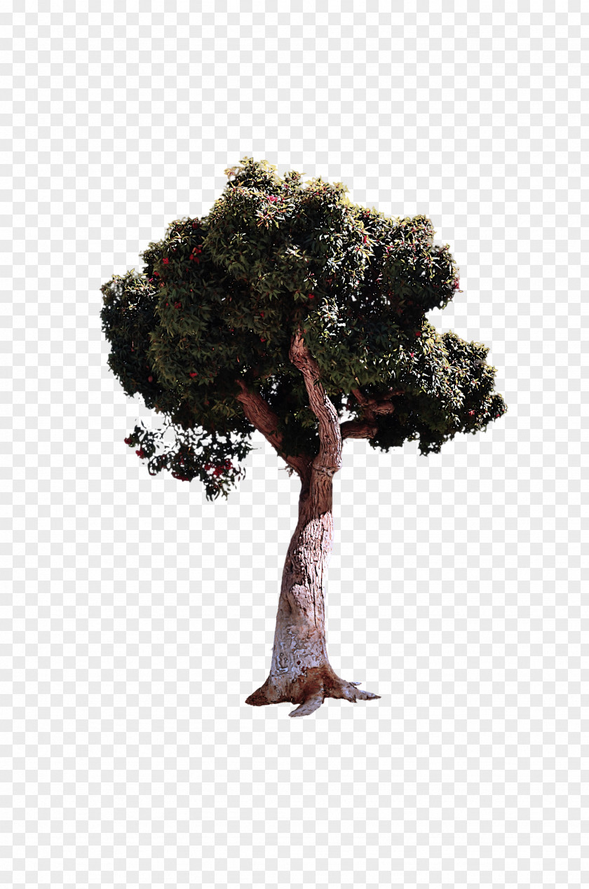 Pine Family Houseplant Tree Plant Woody Grass Trunk PNG