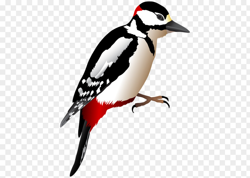 Ralphs Badge Woodpecker Clip Art Piciformes Image PNG