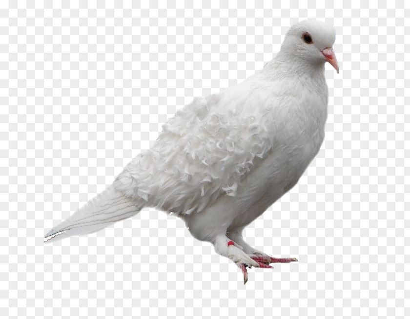Bird Pigeons And Doves Stock Dove Domestic Pigeon Clip Art PNG