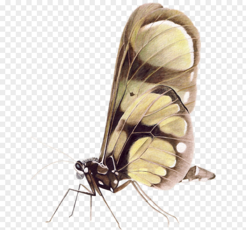 Butterfly Moth PNG