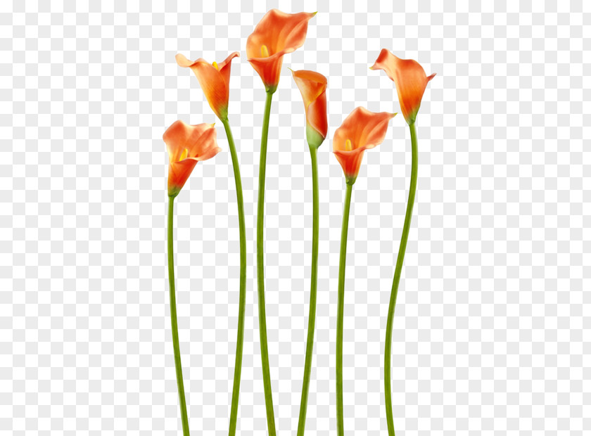 Flower Easter Lily Cut Flowers Tulip Paint Rollers PNG