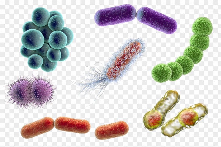 Microscope Stock Photography Bacteria Microorganism Coccus E. Coli PNG