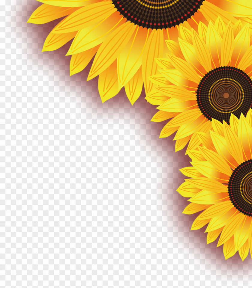 Sunflower Dimensional Decorative Material Free Common Yellow Leaf PNG
