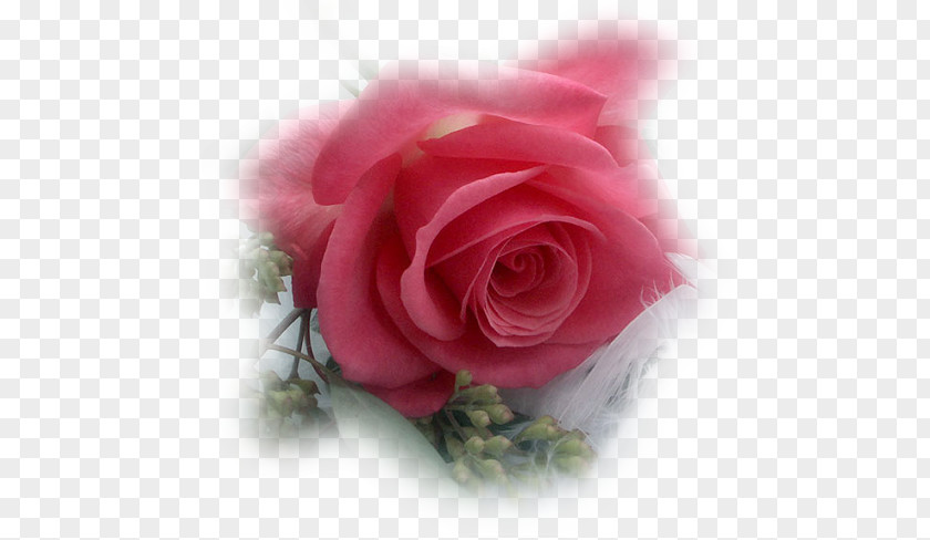 Youtube YouTube Garden Roses Flower Clip Art PNG