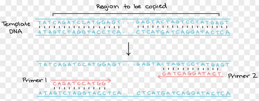 Chain Gene Primer Polymerase Reaction DNA PNG