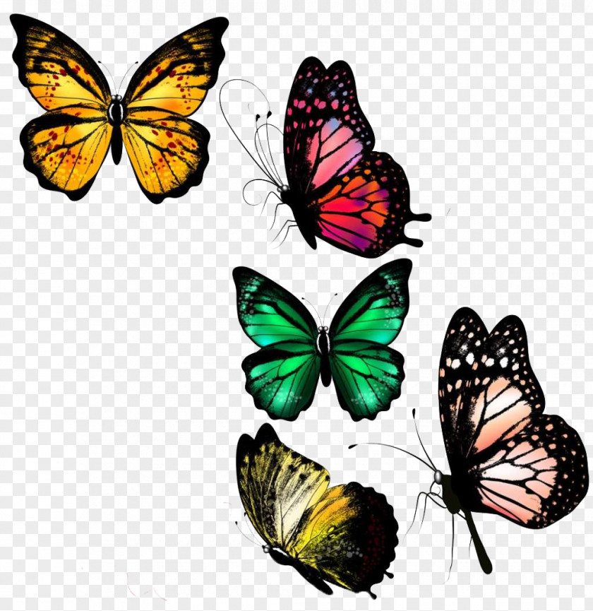 Colorful Butterfly Background Illustration PNG