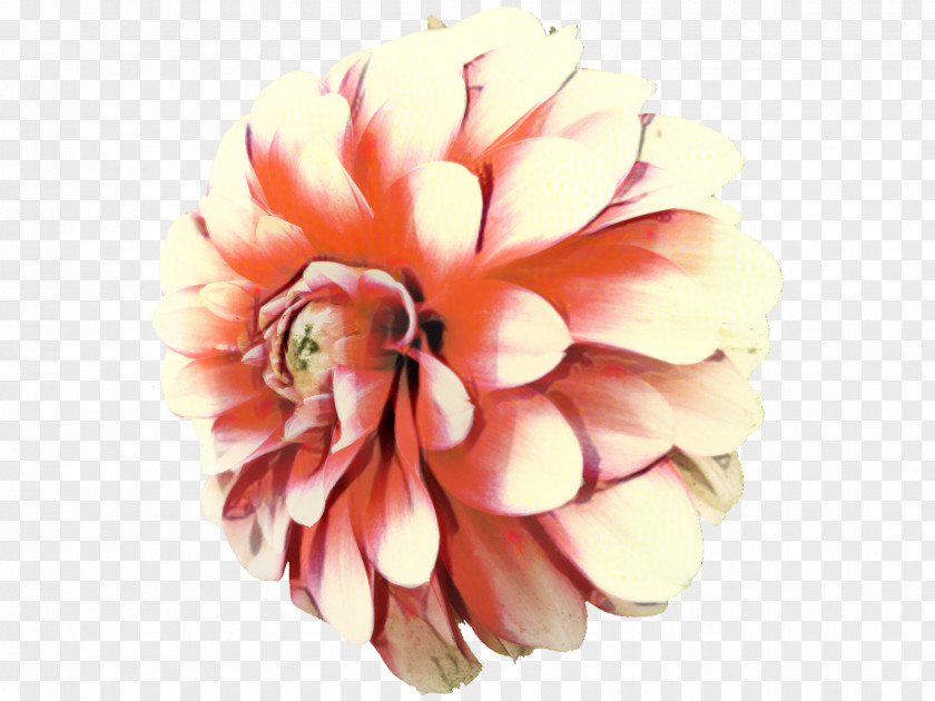 Dahlia Clip Art Chrysanthemum Garden PNG