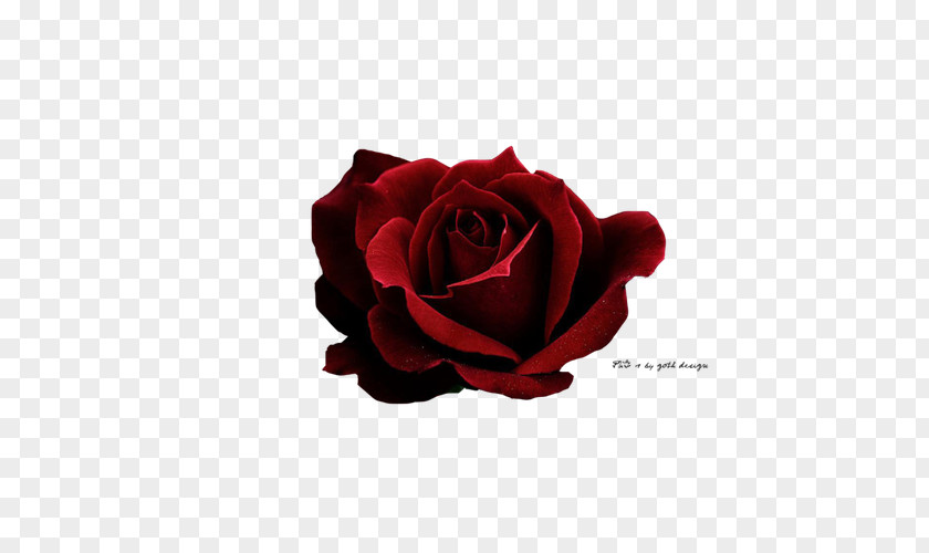Dark Red Roses Rose Icon PNG