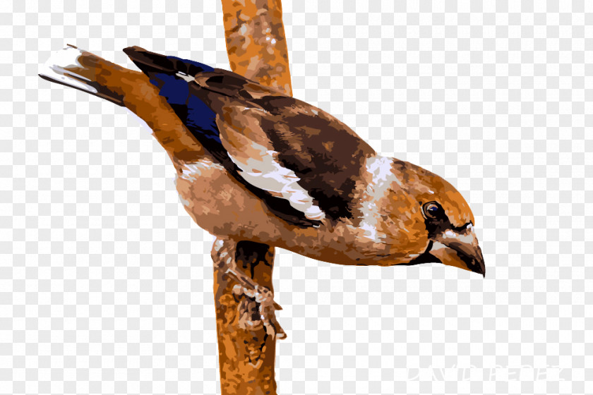 Duck Finches Fauna Beak Feather PNG