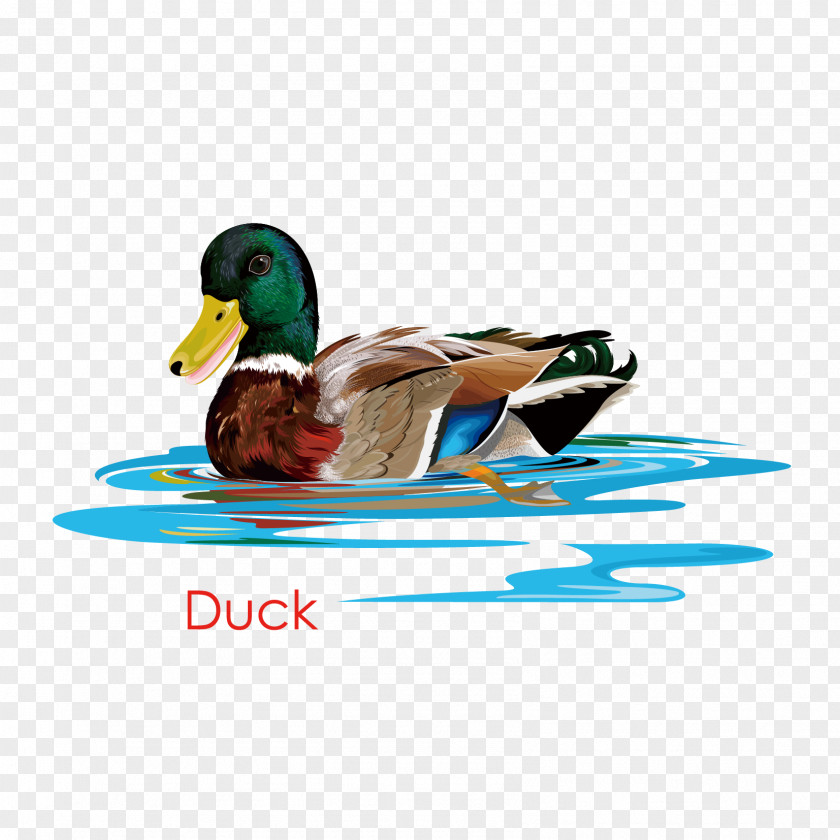 Ducks Duck Mallard Vector Graphics Image PNG