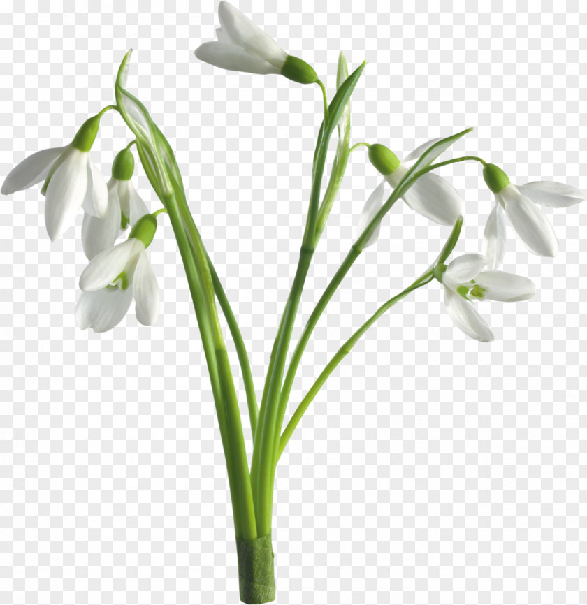Snowdrop Desktop Wallpaper Flower Spring PNG