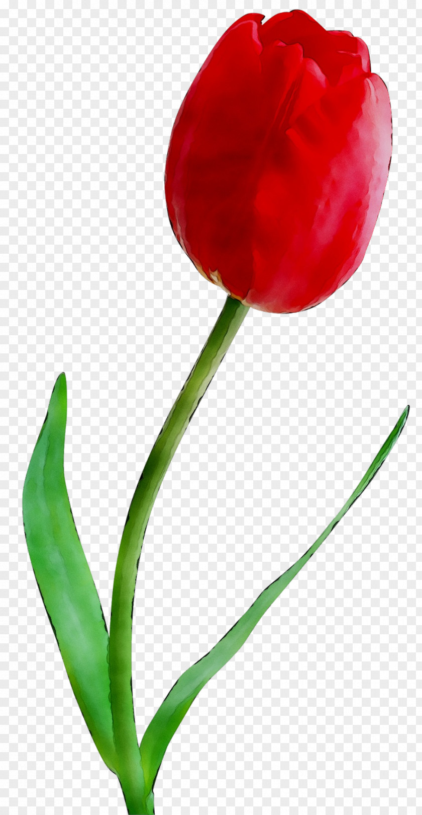 Tulip Cut Flowers Plant Stem Bud Peppers PNG