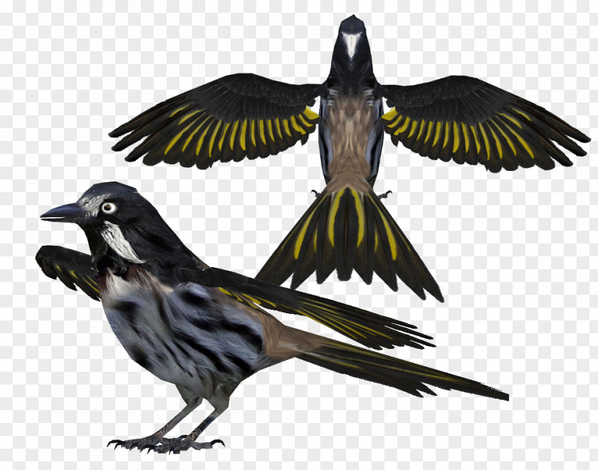 Bohemian Rhapsody Finch Bird Beak Feather Wing PNG
