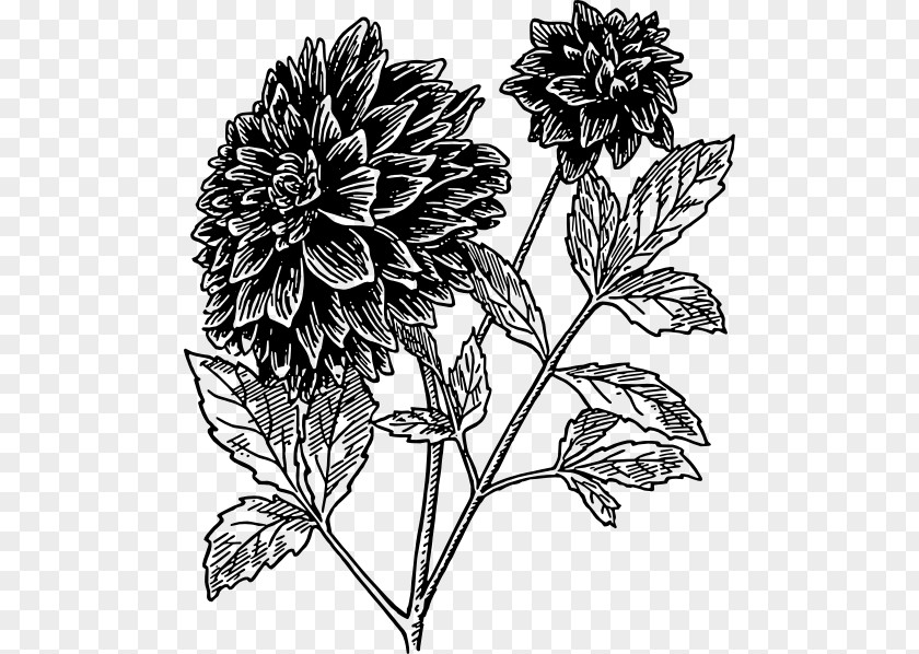 Drawing Flower Dahlia Black And White Clip Art PNG