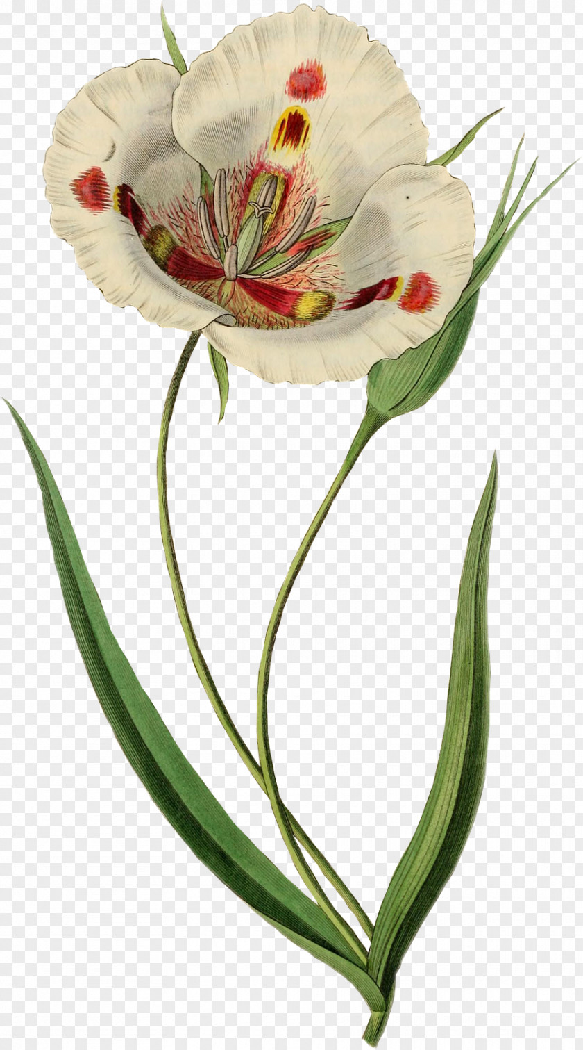 Flower Drawing Tulipa Gesneriana PNG