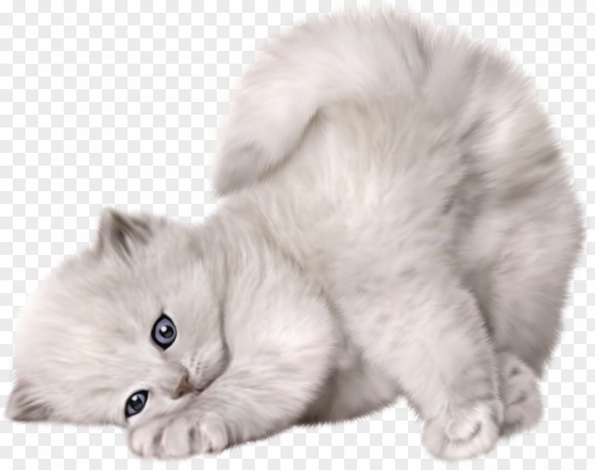 Large Cute Cat Picture Persian Kitten Puppy Cuteness PNG