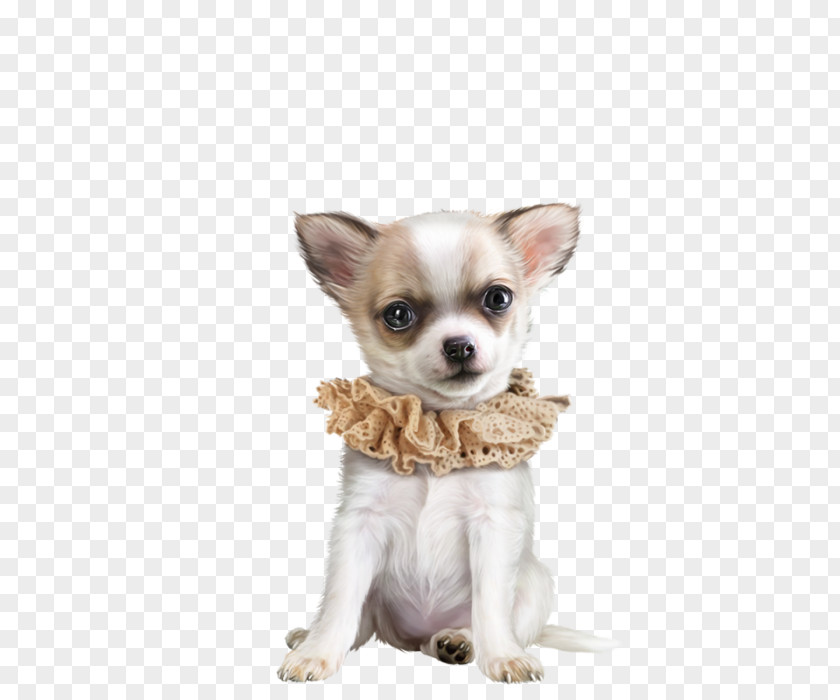 Chihuahua Dog Corgi-Chihuahua Puppy Breed Companion PNG