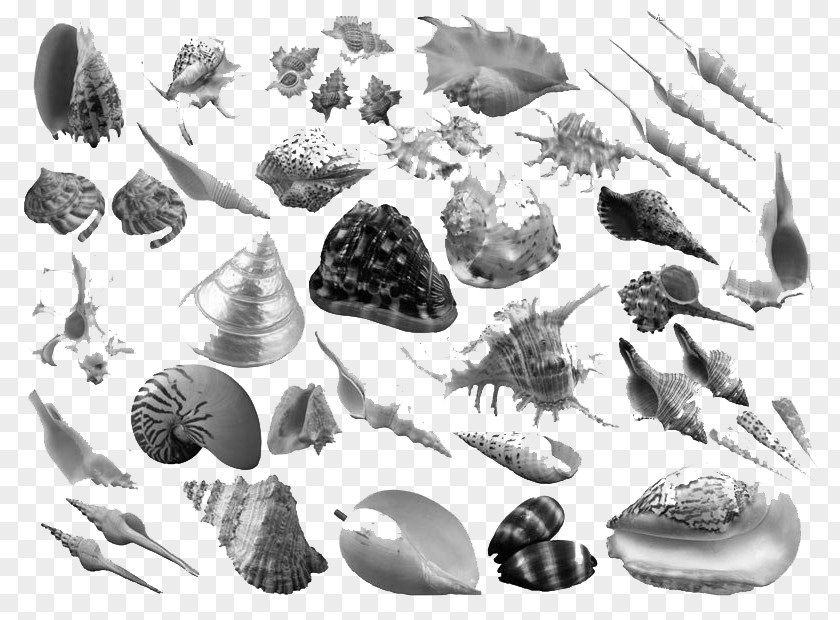 Shell Ink Brush Conch PNG