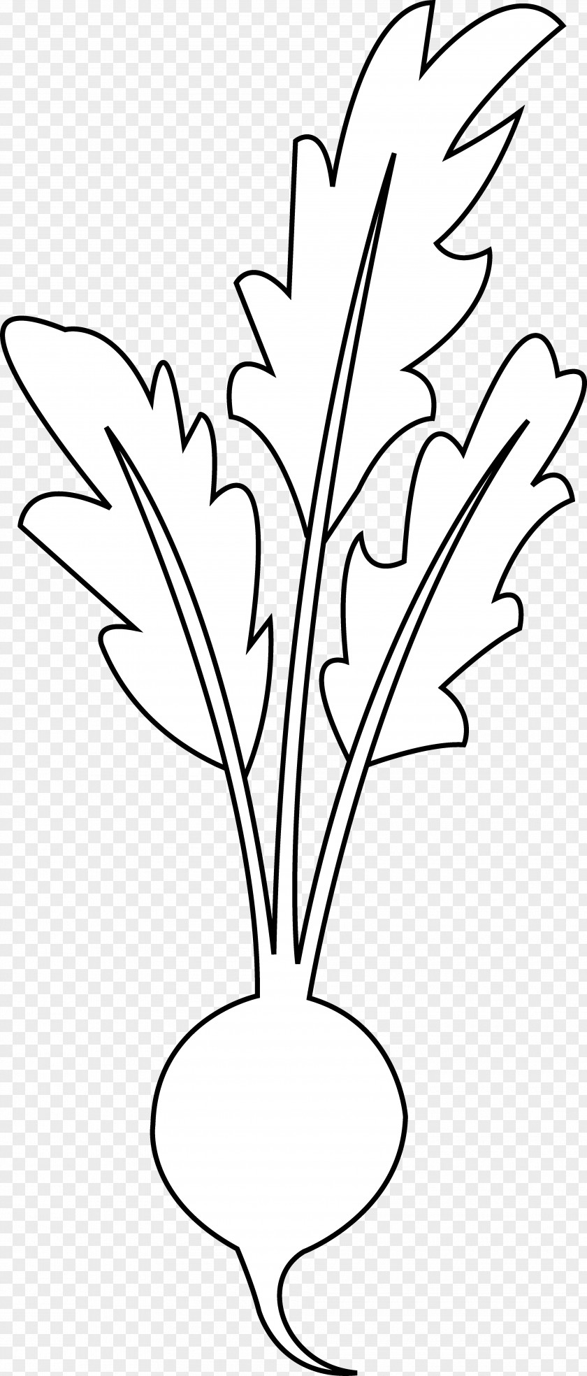 Beet Beetroot Line Art Vegetable Black And White Clip PNG