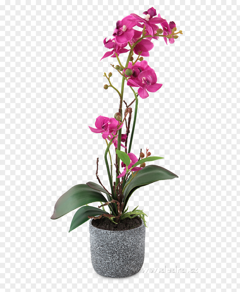 Flower Moth Orchids Flowerpot Cut Flowers PNG