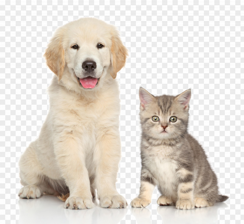 Pet Cat And Dog Kitten Sitting PNG