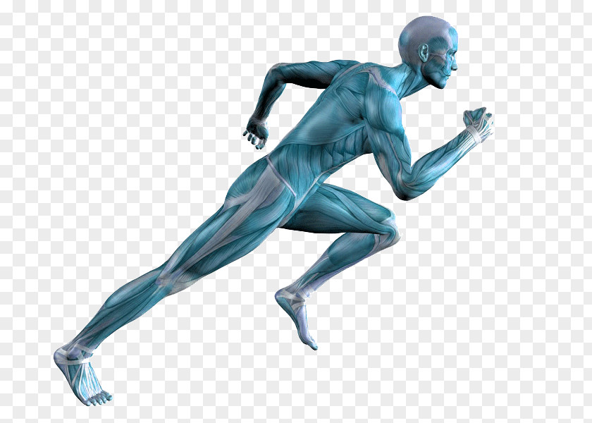 Running Human Body Muscle Adipose Tissue Calf Pain PNG