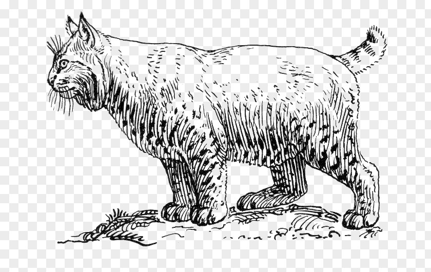 Wild Vector Bobcat Cougar Wildcat Coloring Book Clip Art PNG