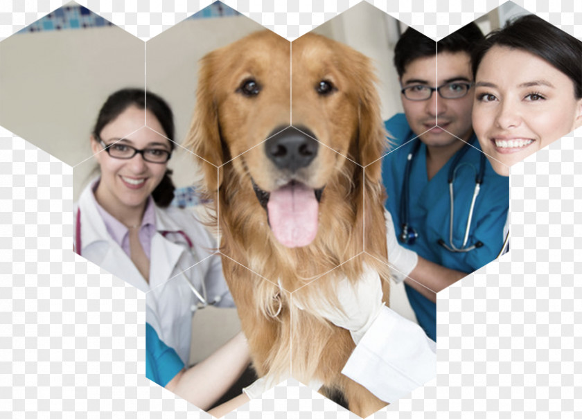 Dog Veterinary Medicine Veterinarian Paraveterinary Worker Cat PNG