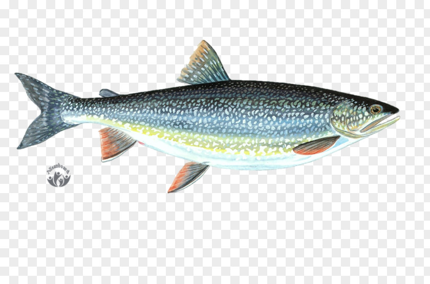 Fish Sardine Cutthroat Trout Milkfish Anchovy PNG
