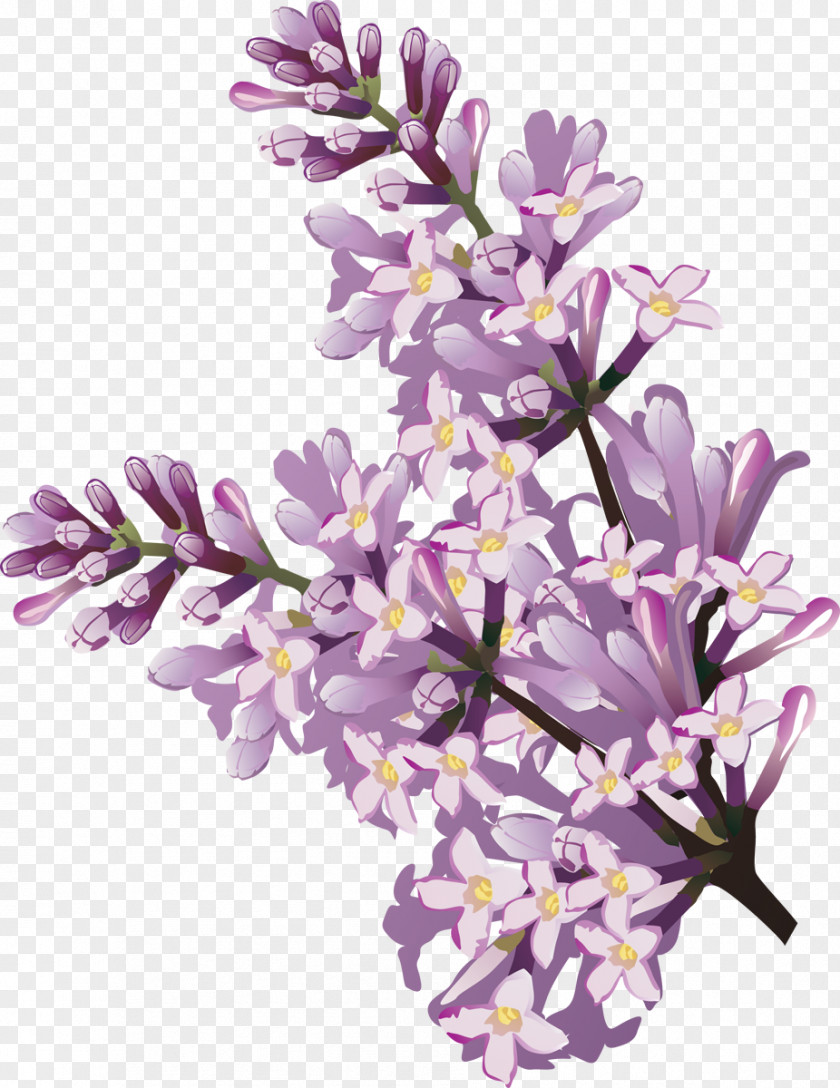 Lilac Flower Clip Art PNG