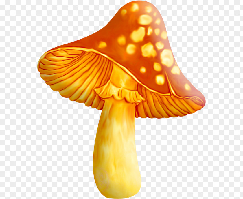 Mushroom Edible Fungus Common Yellow Morel PNG