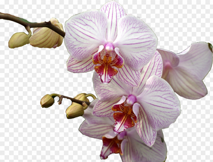 Orchid Thailand Moth Orchids Flower Plant PNG