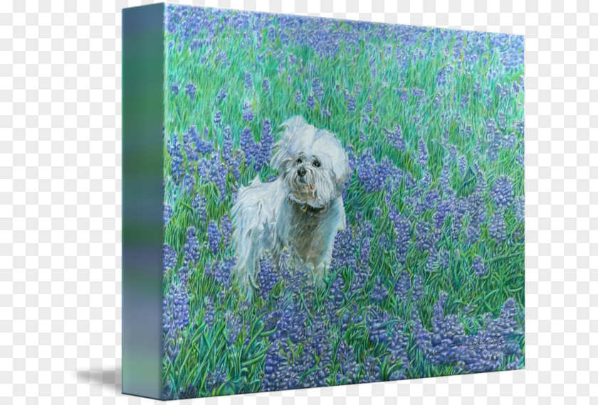 Bluebonnets Schnoodle Bichon Frise Dog Breed Picture Frames PNG