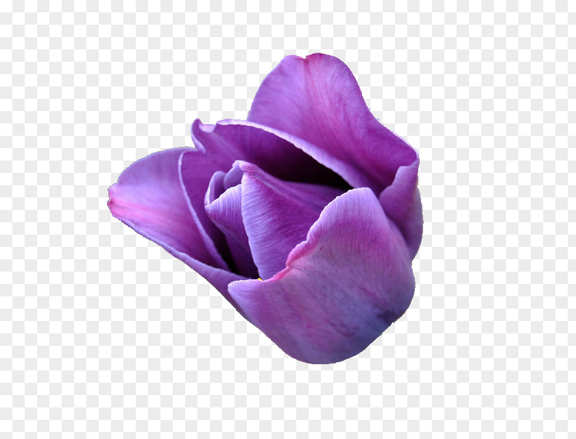 Purple Rose Flower Tulipa Gesneriana Violet Lilac PNG