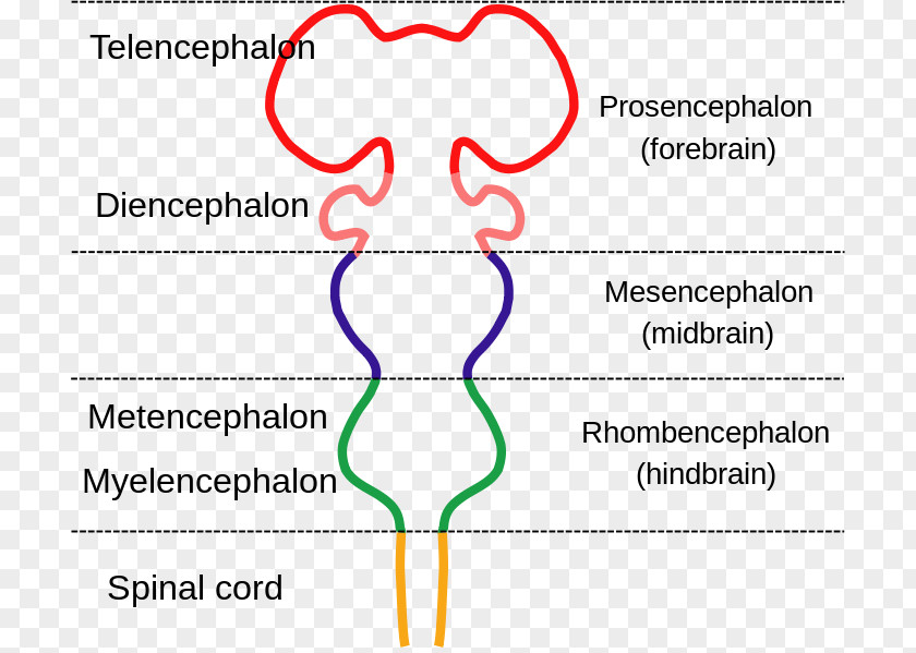 Brain Brainstem Anatomy Diagram Nervous System PNG