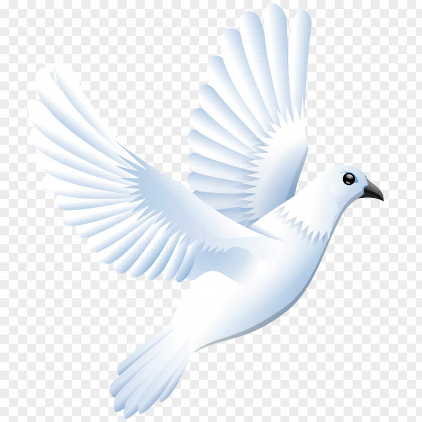 Dove Images Columbidae Domestic Pigeon Clip Art PNG