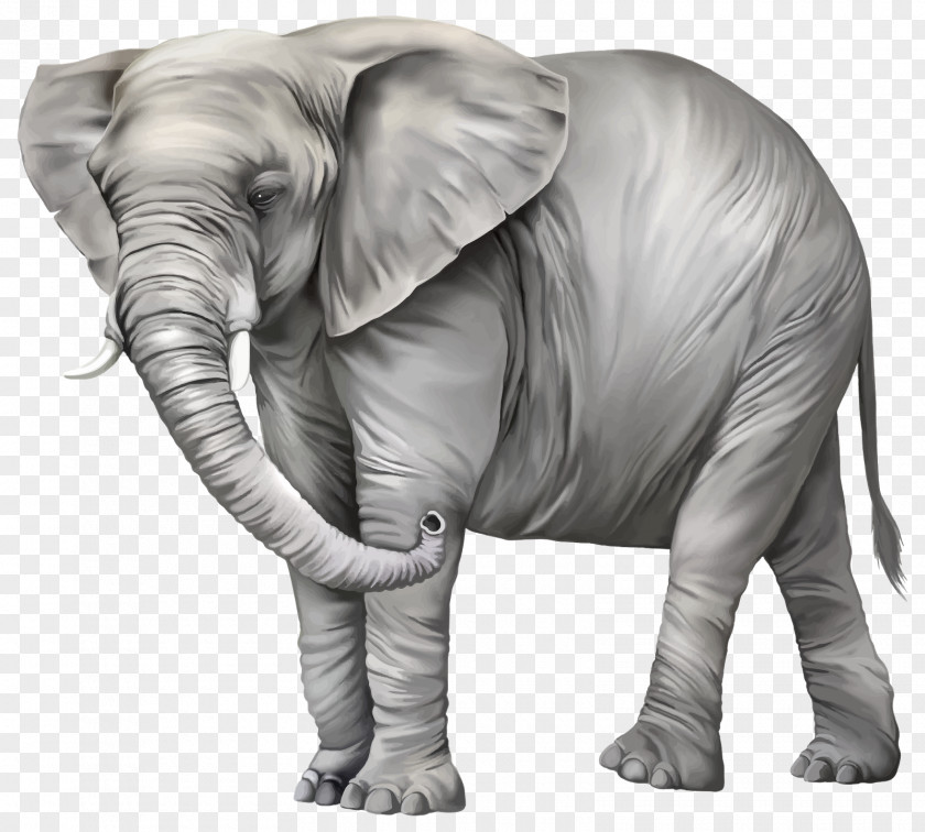 Ehrfurcht Elephantidae Asian Elephant Clip Art PNG