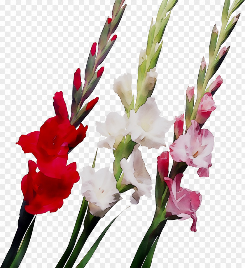 Gladiolus Flower Bouquet Ukrflora Bulb PNG