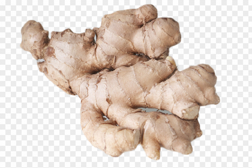 HD Closeup Of Ginger Eating Food Health Nausea PNG