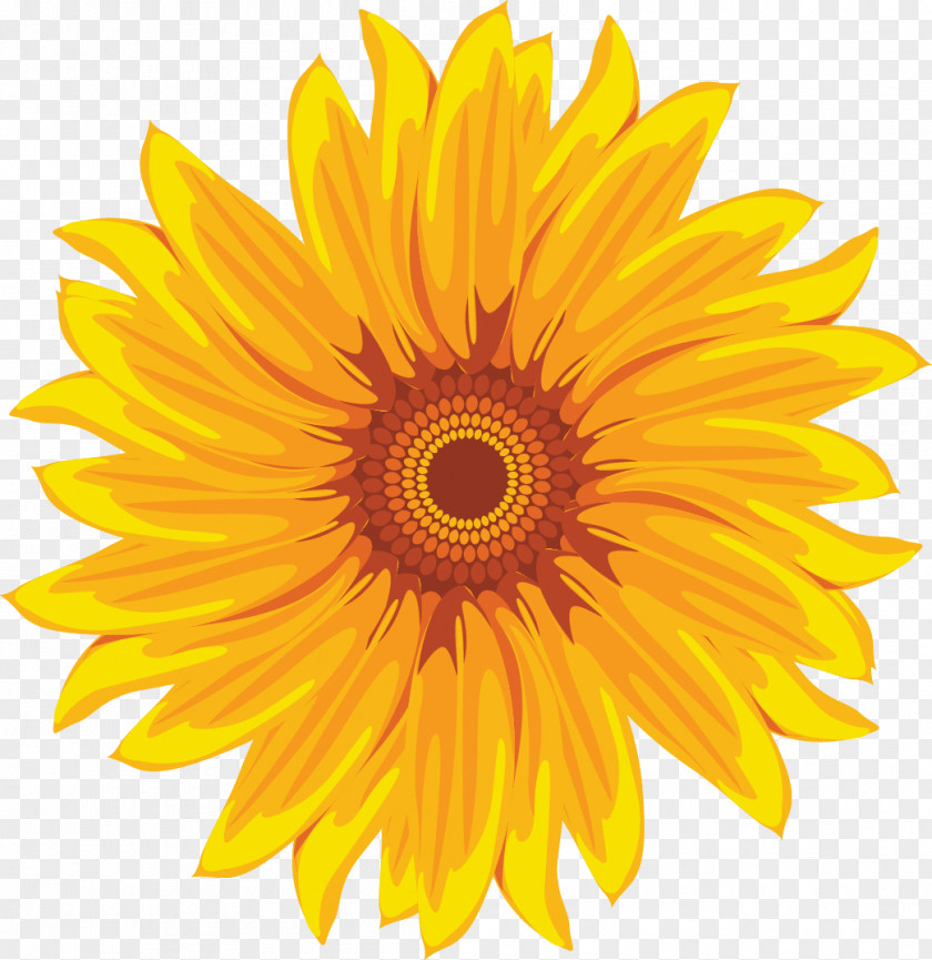 Vector Hand-painted Sunflower Common Yellow White PNG