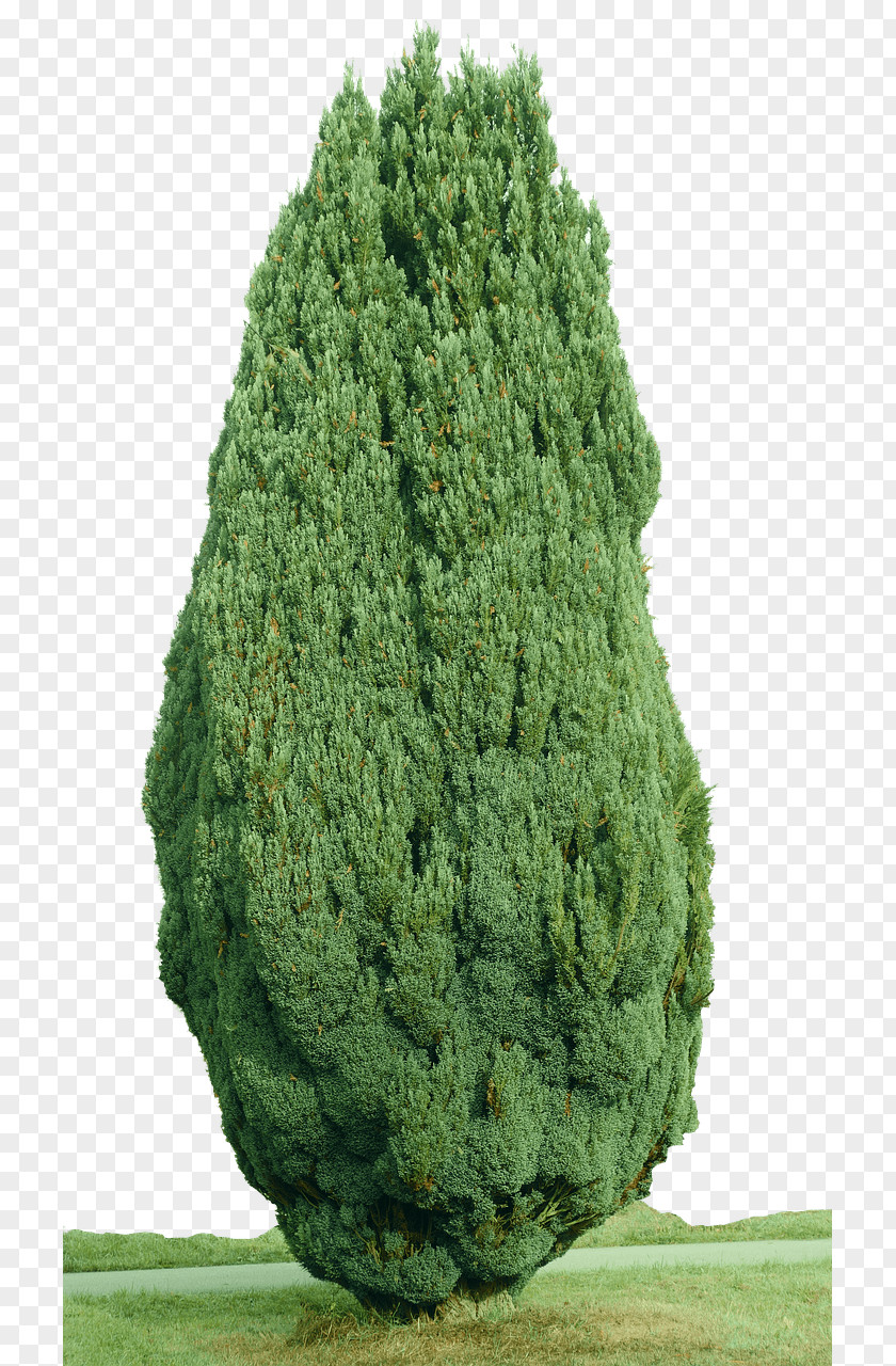 Cypress Tree PNG Tree, green bush art clipart PNG