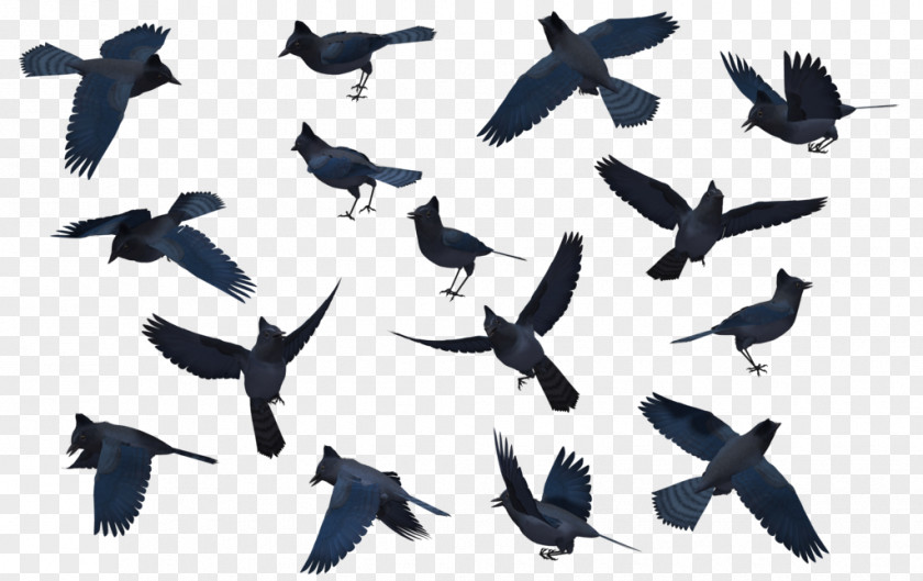 Flock Bird Migration Blue Jay Clip Art PNG