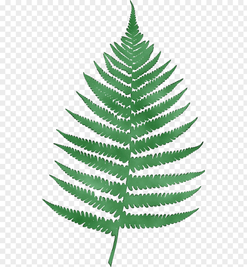 Flower American Larch Christmas Day PNG