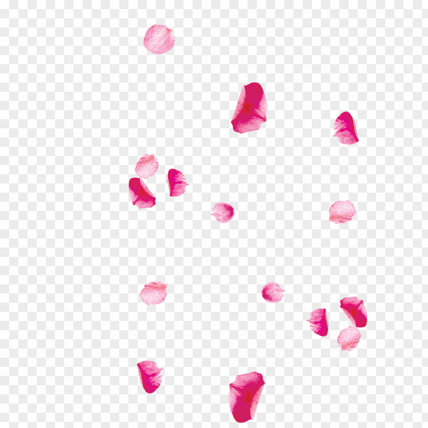 Flower Petals Petal Pink Image Design PNG
